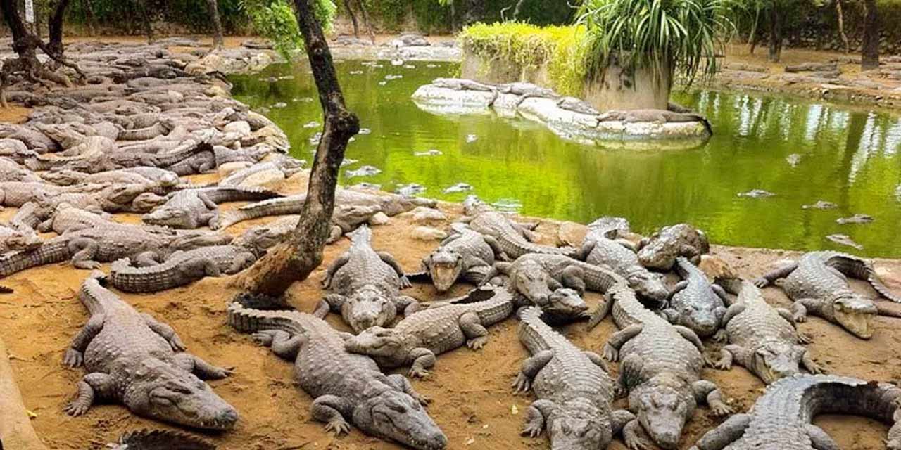 crocodile-bank-chennai-tourism